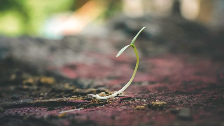 Shoot Budding