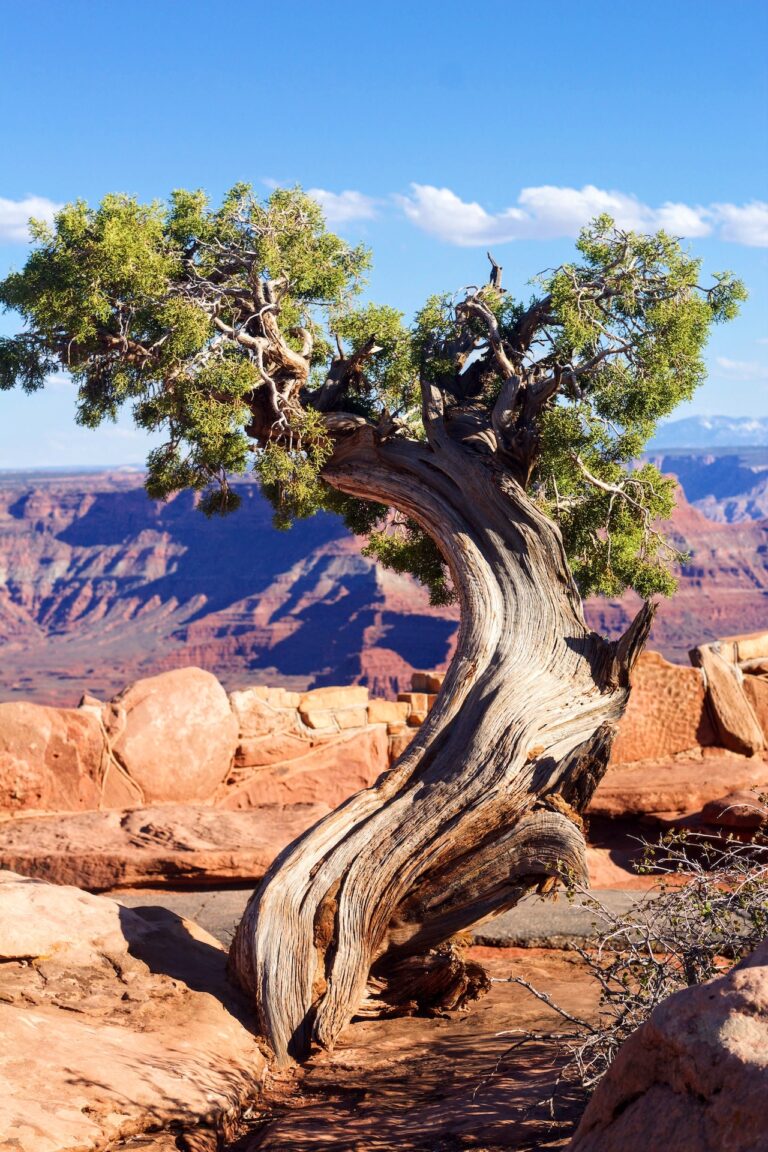 Tree in Desert