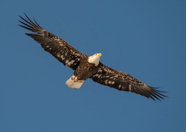 Eagle Climbing