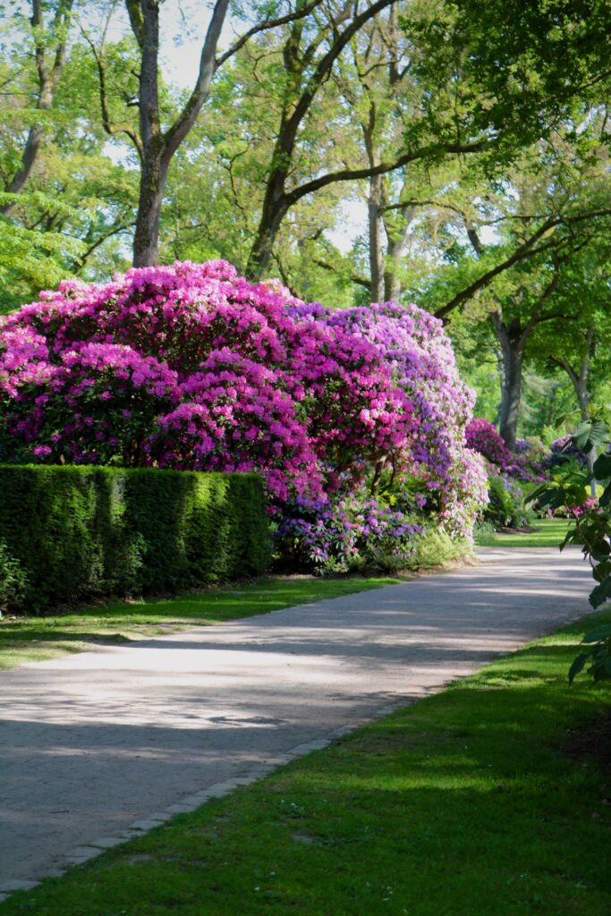 Beautiful Flowers