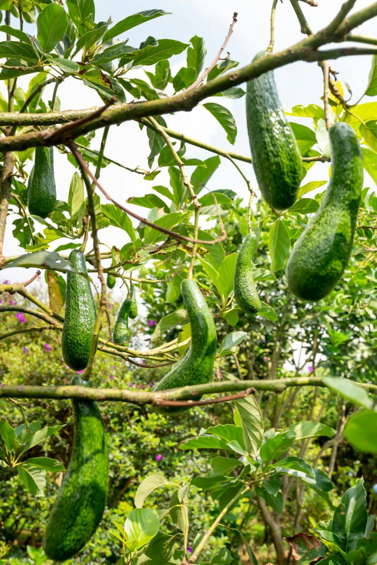 Avocado Fruits