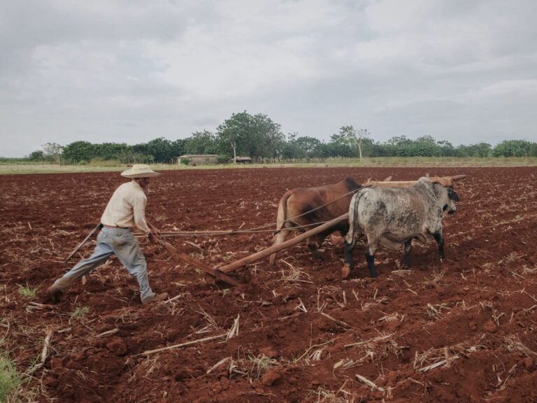 Farmer Tilling Land