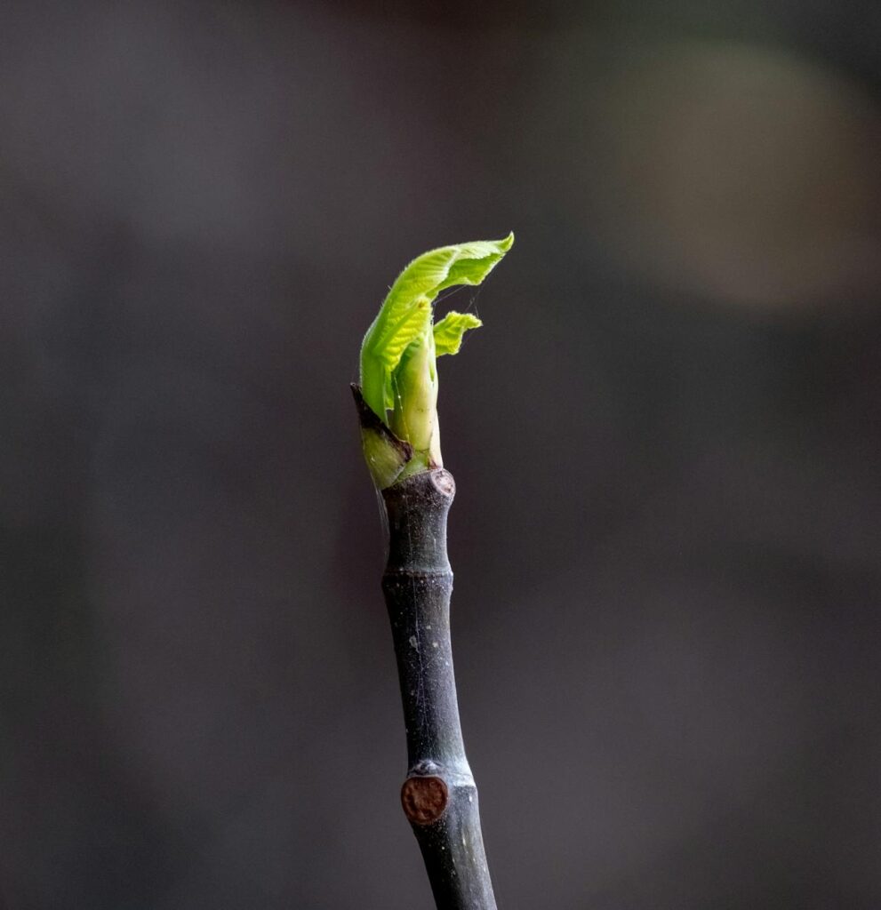 New bud sprouting